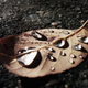 Illustration for article titled 76 Stunning Photos Of Fall Leaves